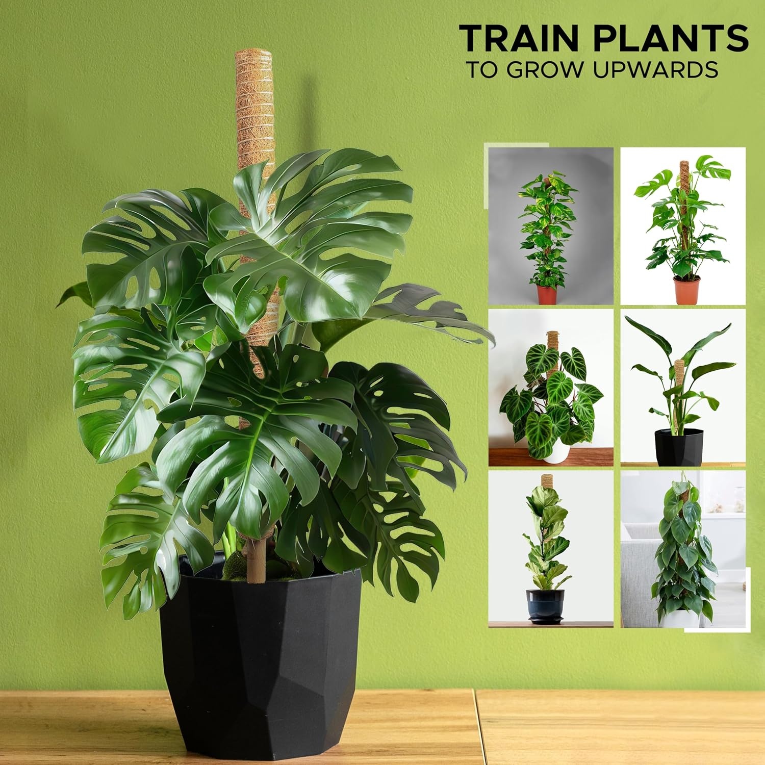 image:imageEcoNour Tall Moss Pole for Plants 1Pack 48Inch Large Monstera Plant Support for Climbing and Growth Elevate Your Indoor Garden Tall Plant Support for Indoor Potted Plants to Grow Upwards16 Inches 2 PCS