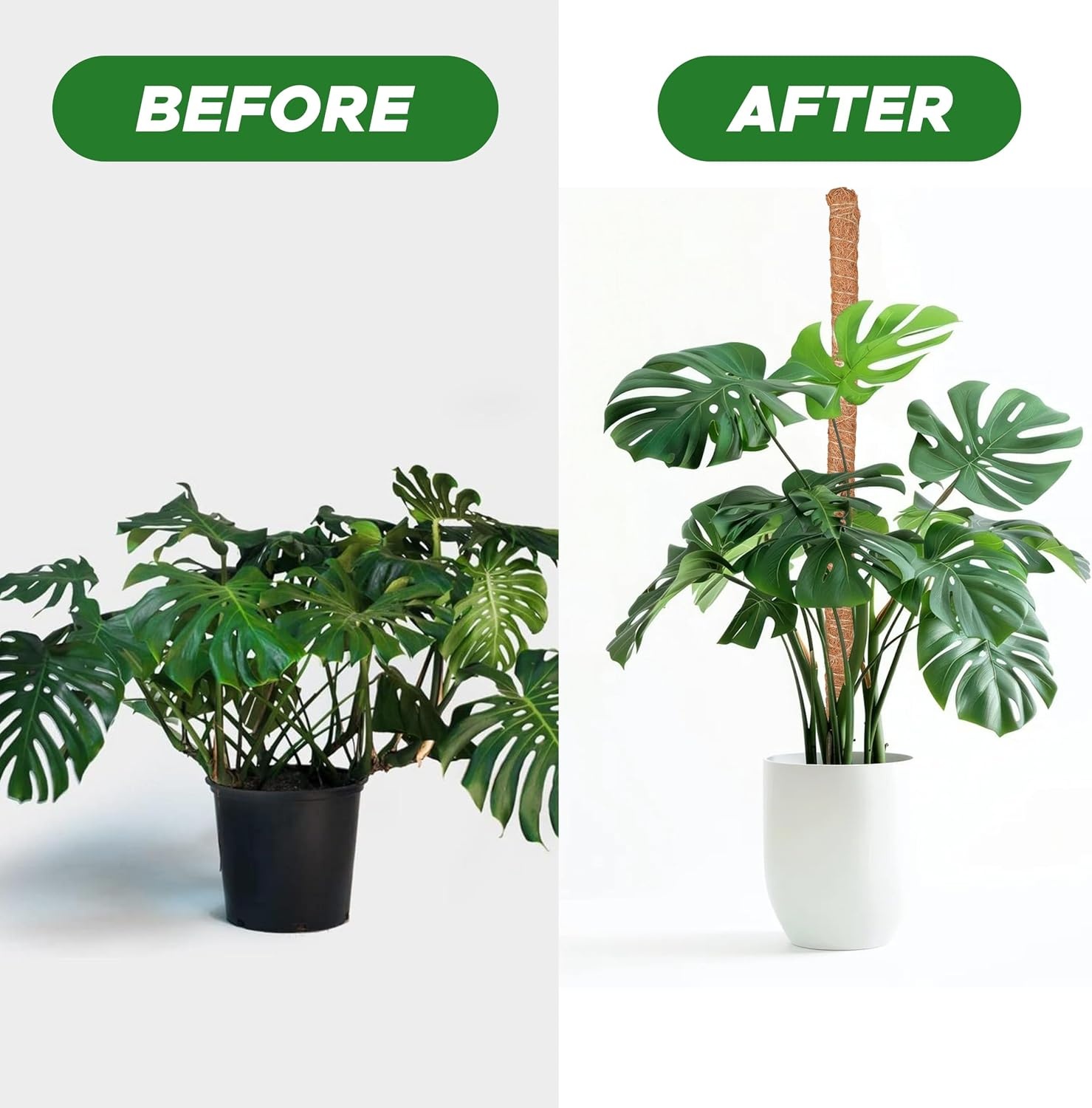 image:imageEcoNour Tall Moss Pole for Plants 1Pack 48Inch Large Monstera Plant Support for Climbing and Growth Elevate Your Indoor Garden Tall Plant Support for Indoor Potted Plants to Grow Upwards48 Inches 1 PC