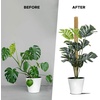 EcoNour Tall Moss Pole for Plants (1-Pack) 48-Inch | Large Monstera Plant Support for Climbing and Growth | Elevate Your Indoor Garden | Tall Plant Support for Indoor Potted Plants to Grow Upwards(16 Inches – (2 PCS))