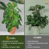 EcoNour Moss Pole for Plants – 28 inches (2 Pack) + EcoNour Moss Pole for Plants – 63 inches | Monstera Support for Plant Climbing and Growth